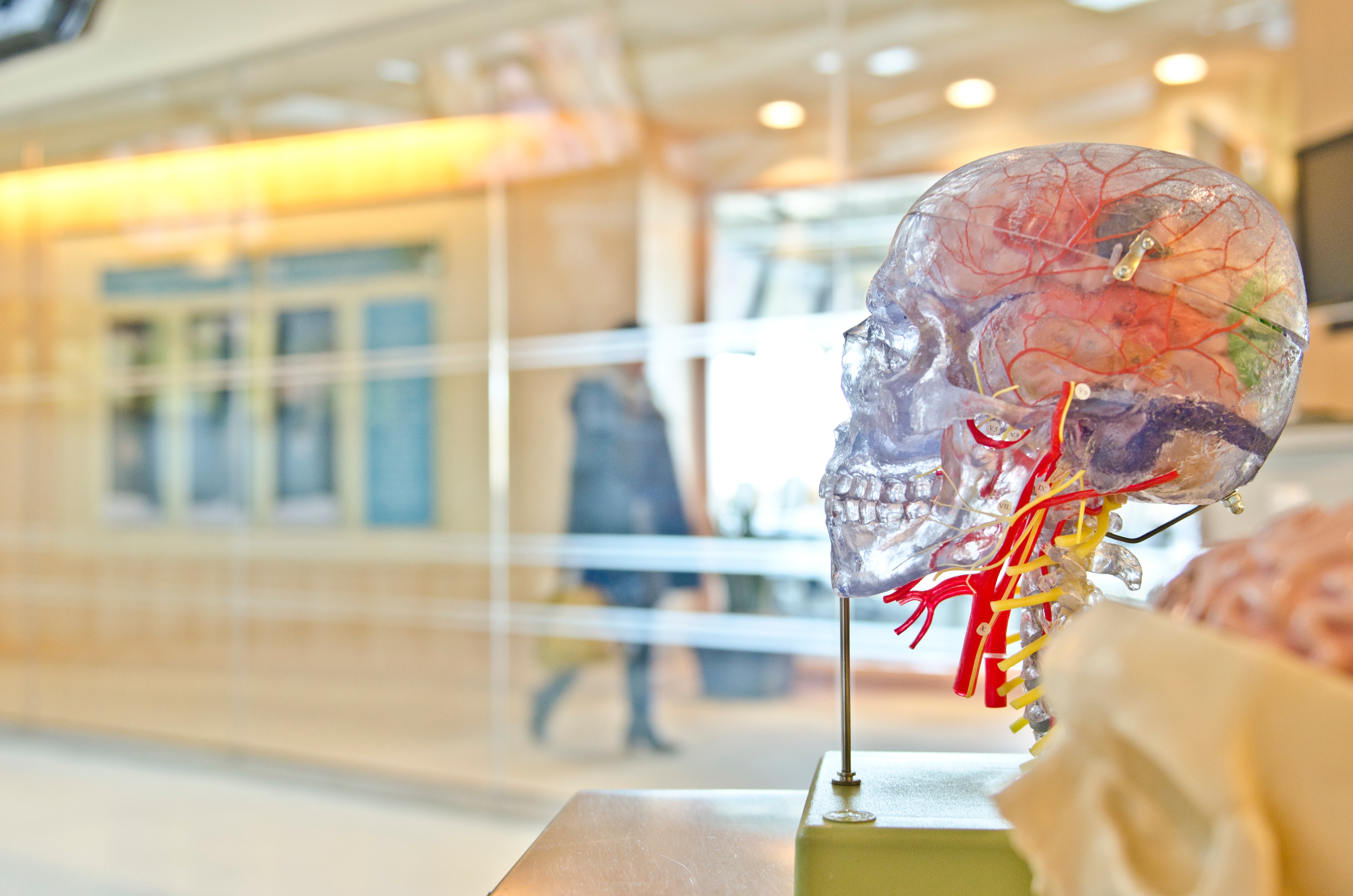 A transparent plastic human skull